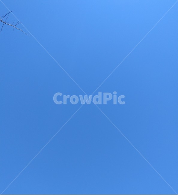 하늘,나뭇가지,푸름,파란색,하늘색,맑은하늘,sky,skyblue,clearsky