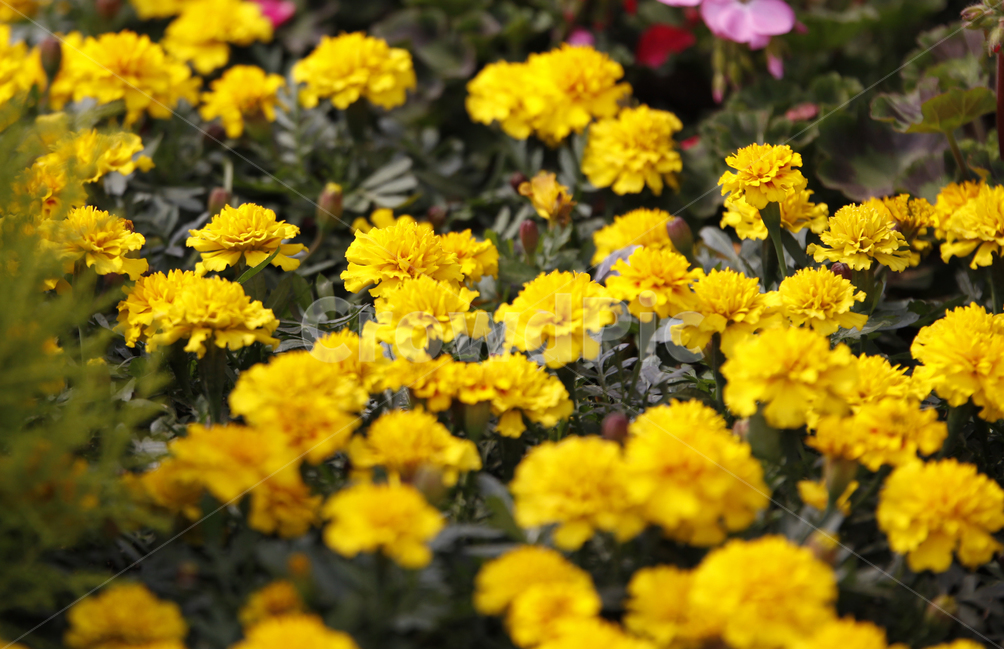 spring,flower,봄꽃,축제,화려한,아름다운,노란,우아한,garden,꽃축제,식물,계절,예쁜,꽃,정원,화단