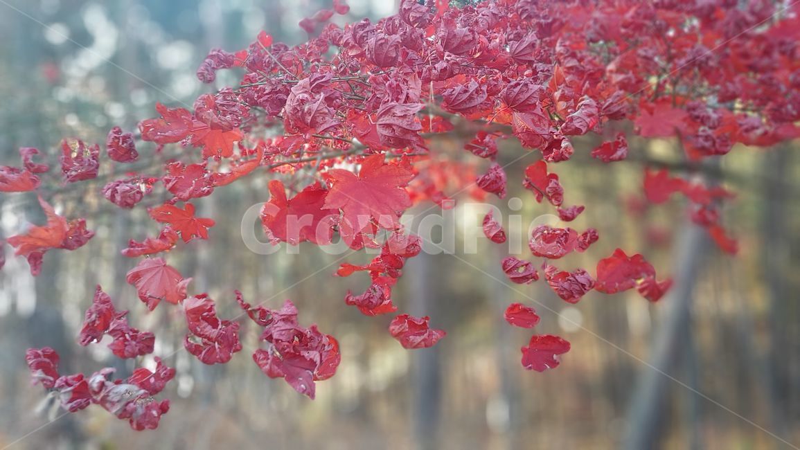 plant,maple,식물,단풍,leaf,잎,tree,나무