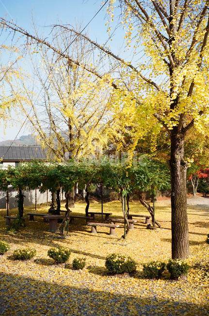 은행나무,학교,학교운동장,가을,단풍나무,운동장,가을,계절,fall,autumn,season,tree,나무,plant,식물,tree trunk,나무 줄기