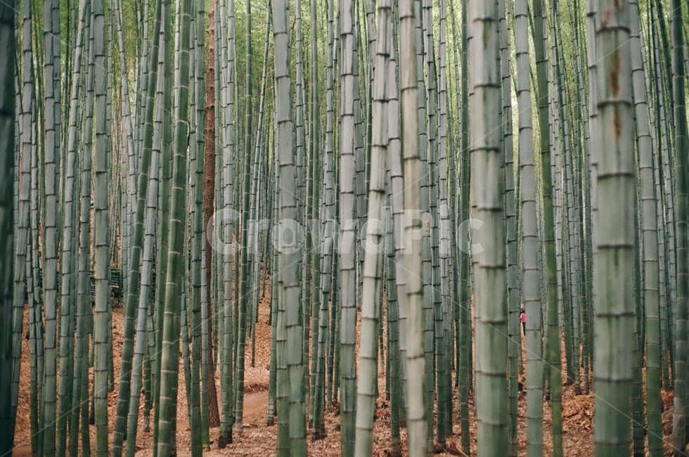 대나무,숲,오후,자연,시골,nature,bamboo,forest,tree,나무,day,필름,film