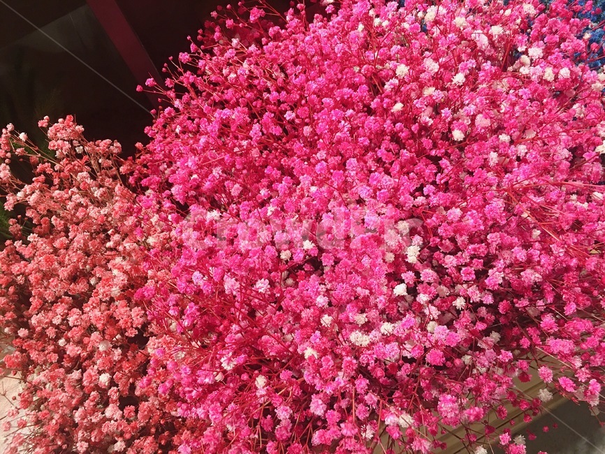 식물,flower,선물,핑크,안개꽃,컬러안개꽃,꽃,flower