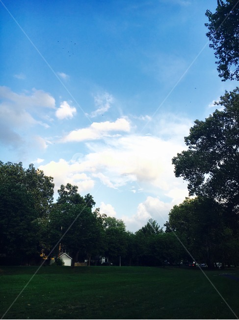 grass,잔디,plant,식물,하늘,구름,나무,공원,자연,sky,cloud,tree,park,nature,green,landscape,scenery,scene,view,풍경