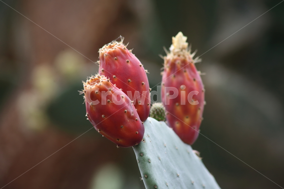 손바닥선인장,선인장,백년초,열매,indianfig,CactusFruits,식물,자연,plants,nature