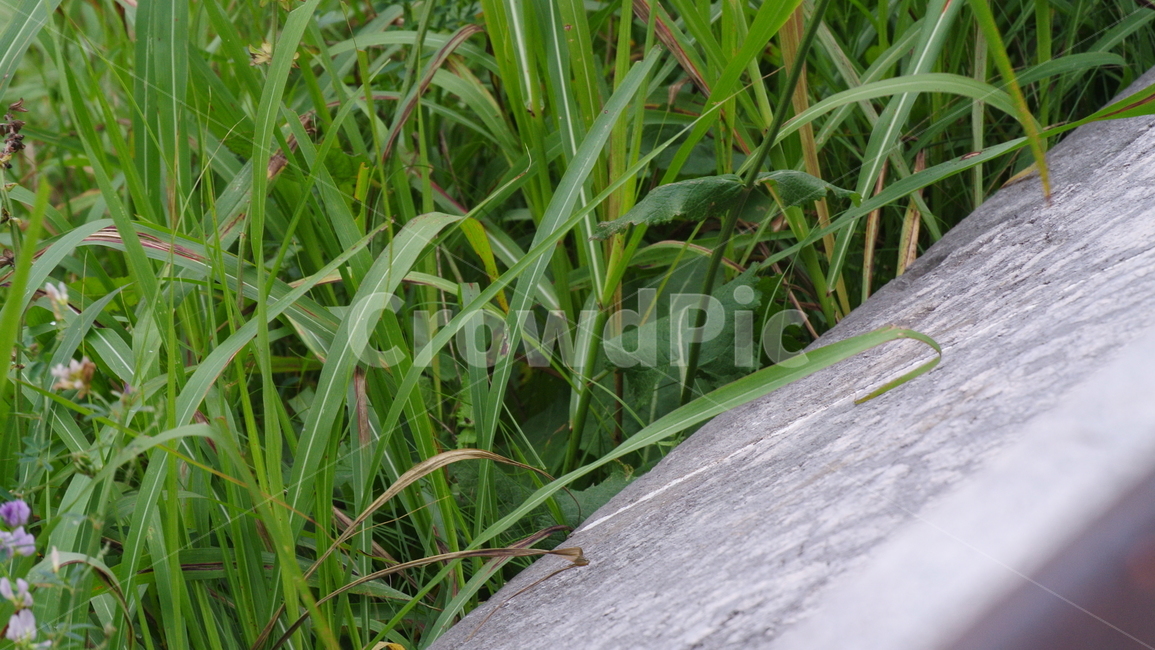 풀,잔디,그린,식물,잔디밭,grass,green,plant,여름,자연,nature
