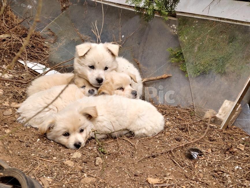 강아지,옹기종기,시골강아지,puppy,새끼강아지,귀여운,동물,애견,cute,동물,animal,포유류,mammal,개,강아지,dog,doggy