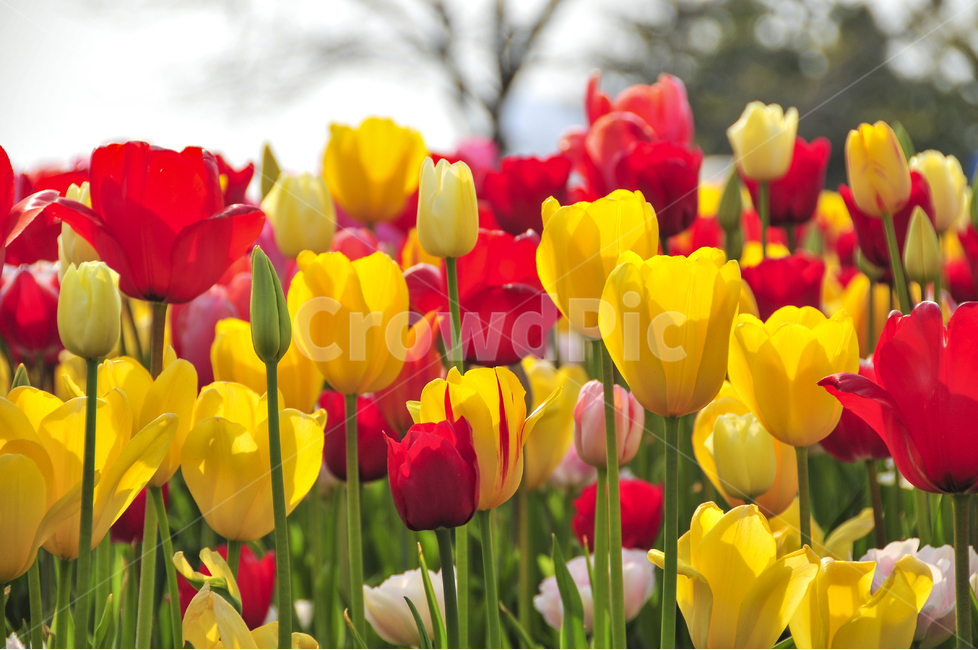 튜울립,꽃,노랑,빨강,꽃축제,봄꽃,식물,자연,plants,nature,꽃,flower