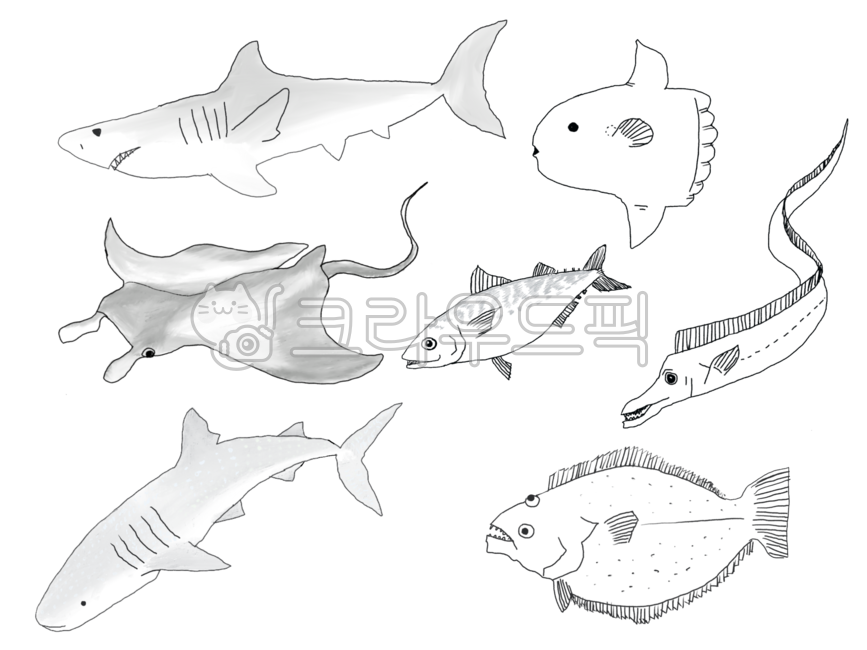 쥐가오리, 고등어, 갈치, 넙치, 광어, 사진,이미지,일러스트,캘리그라피 - 곰소년작가