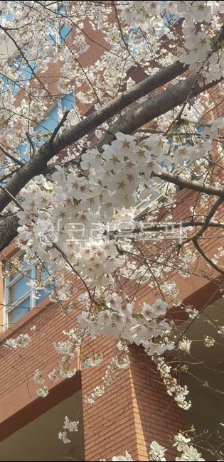 under the house,spring,Cherry Blossom,flower tree,flower