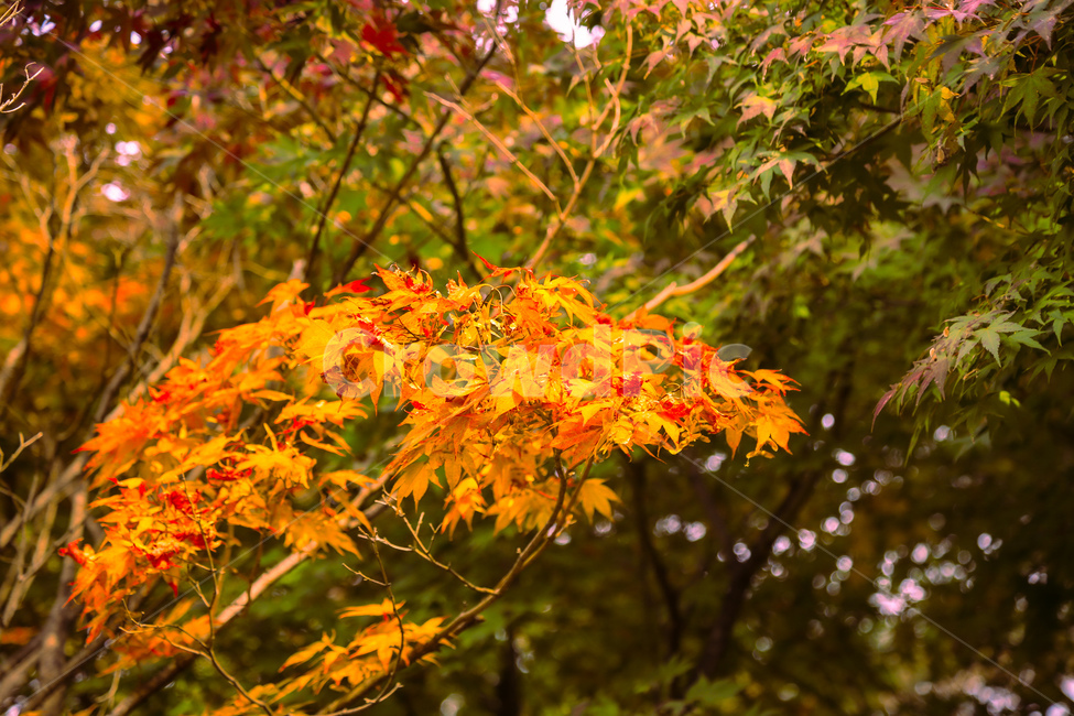 단풍,식물,나무,maple,잎,가을,계절,fall,autumn,season,식물,자연,plants,nature