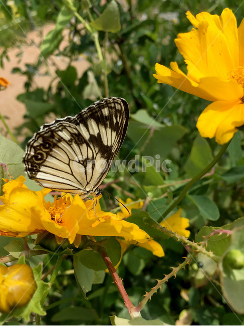 나비,꽃,여름,자연,산,butterfly,flowers,summer,nature,식물,곤충,식물,자연,plants,nature,꽃,flower,동물,animal,곤충,벌레,insect,bug