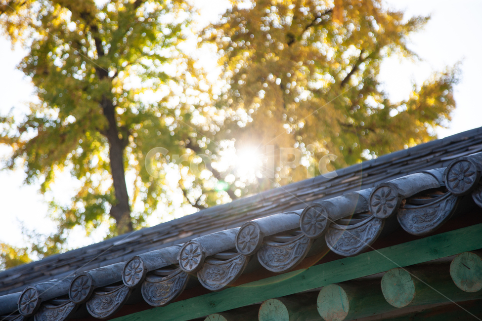 은행나무,은행잎,역광,빛,태양,가을,풍경,가을,계절,fall,autumn,season,한국전통,한국문화,korean traditional,korean culture,건축물,건물외관,exterior,building,structure,architecture,construction