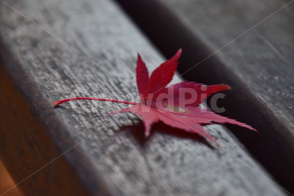가을,낙엽,벤치,감성,외로움,가을,계절,fall,autumn,season,leaf,잎,plant,식물,tree,나무