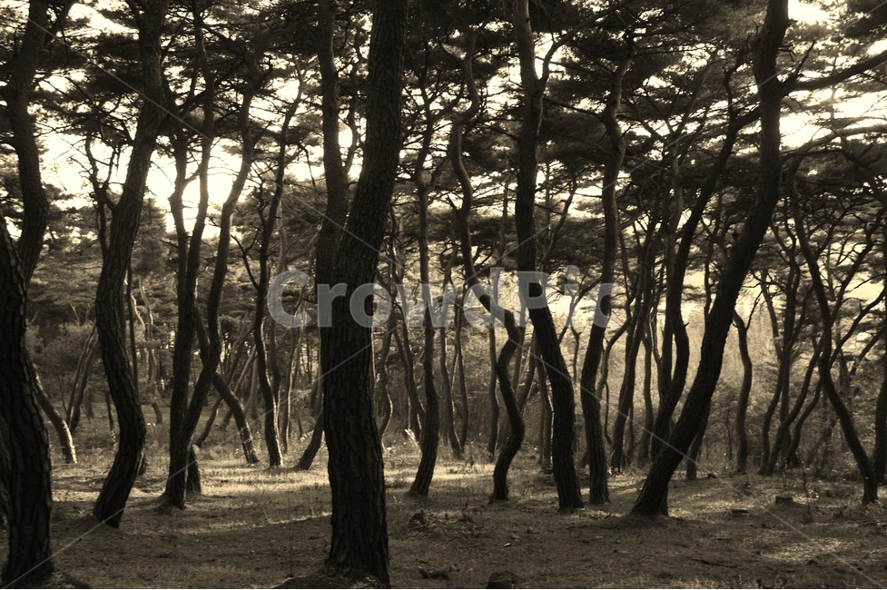 송,소나무,자연,힐링,겨울소나무,식물,자연,plants,nature,나무,trees,wood,흑백,모노톤,monochrome,black and white
