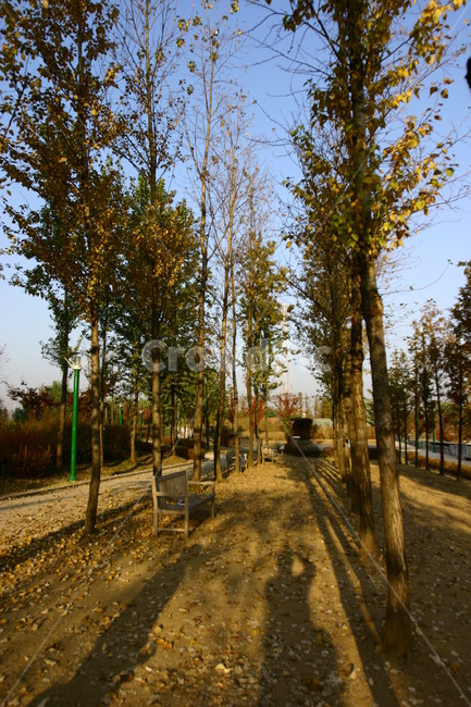 공원,가을,낙엽,만추,tree,나무,plant,식물,흙길,dirtroad,가을,계절,fall,autumn,season