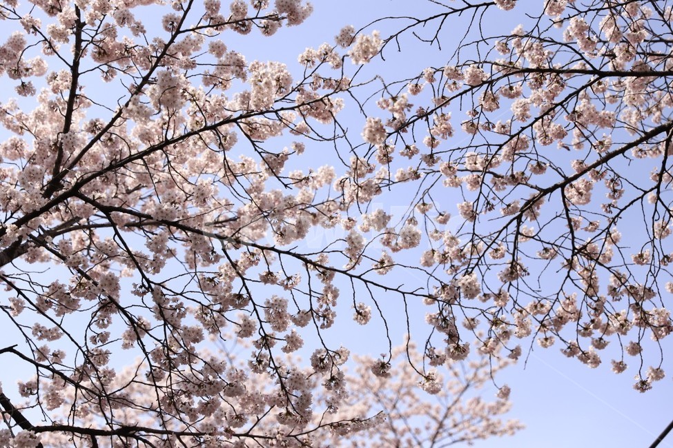 벛꽃,꽃,벚꽃나무,봄,여의도벚꽃,봄,계절,spring,season,plant,식물,flower,blossom,cherry blossom,벚꽃