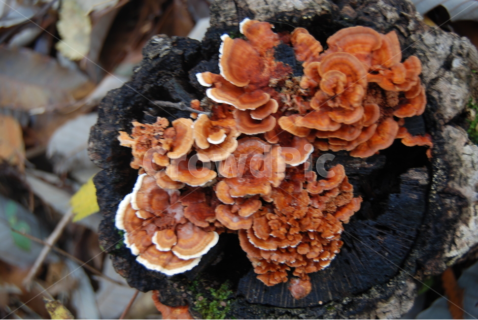 회문산,자연,공원,휴양림,나무,버섯,mushroom