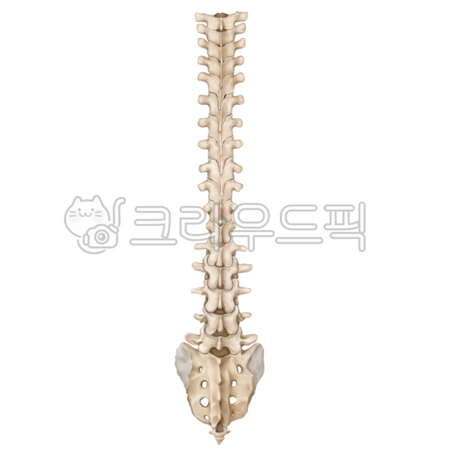 lumbarspine,tailbone,pelvis,rib,scapular,skeleton,illiac,orthopedic,shoulder,thoracicspine,humanbones,spine,scapula,bones,lumbar spine,pelvic,waist,neurosurgery,medicalillustration,ribs,thoracic spine,surgery