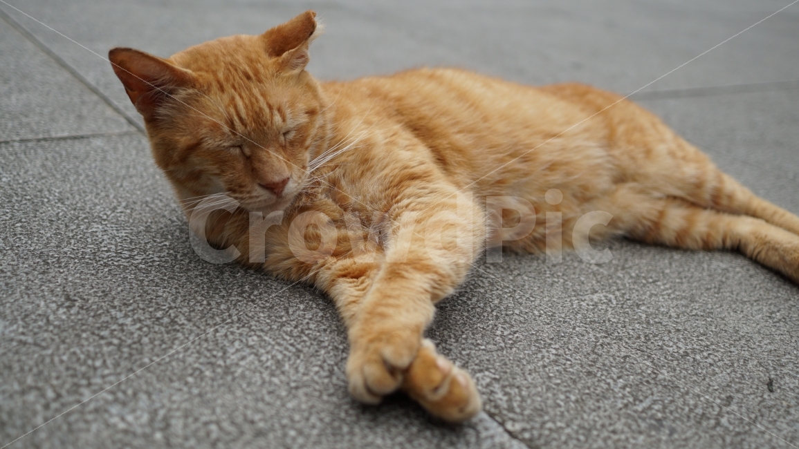 고양이,접사,잠자는고양이,동물,애완동물,동물,animal,포유류,mammal,고양이,cat,kitten,kitty