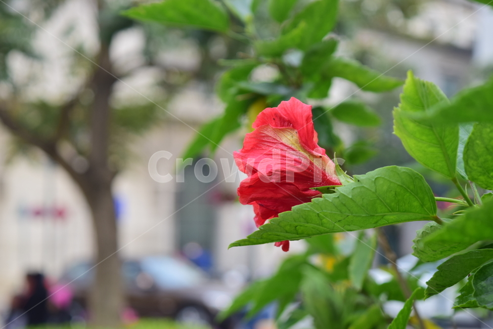꽃,flower,빨간꽃,홍콩꽃,꽃한송이