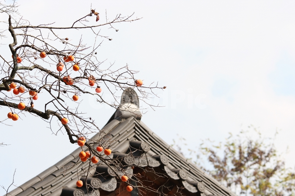 감나무,가을사진,단풍잎,감성사진,자연,식물,단풍,감,기와지붕,가을,계절,fall,autumn,season,한국전통,한국문화,korean traditional,korean culture,식물,자연,plants,nature,나무,trees,wood,과일,열매,fruit,건축물,건물외관,exterior,building,structure,architecture,construction,plant