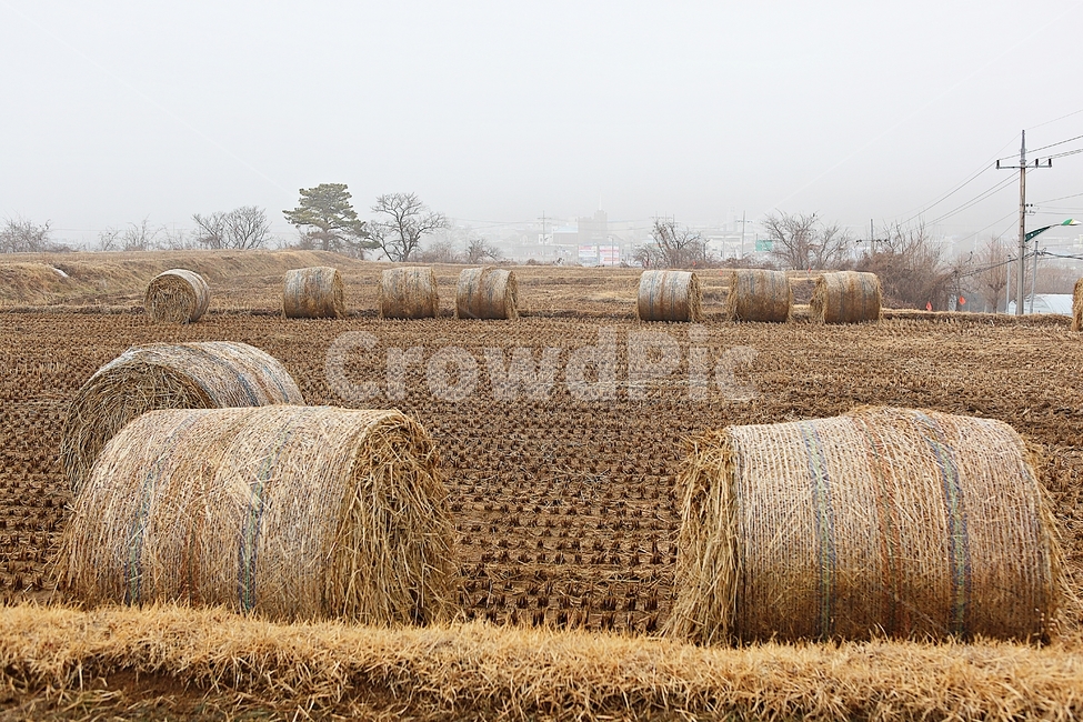 짚,사료,논,볏짚,짚둥치,식물,자연,풍경,겨울,농업,산업,industry,industrial,농업,농사,agriculture,farming,farming industry