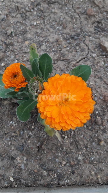 푸른수목원,봄,금잔화,실망,주황색,식물,자연,plants,nature,꽃,flower