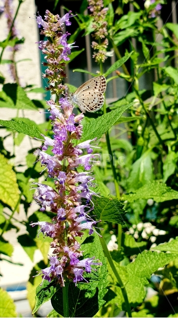 꽃,나비,보라색,햇살,곤충,동물,식물,꿀따기,butterfly,flower,plant,beauty,감성,식물,자연,plants,nature,꽃,flower