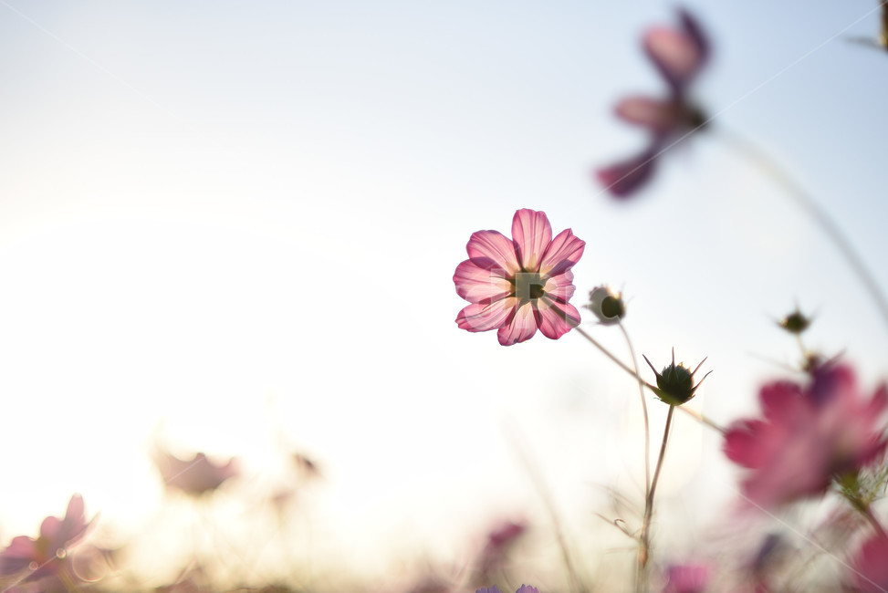 코스모스,식물,풍경,꽃,야생화,가을꽃,flower,가을,가을,계절,fall,autumn,season,식물,자연,plants,nature,꽃,flower,plant,petal,꽃잎,blossom