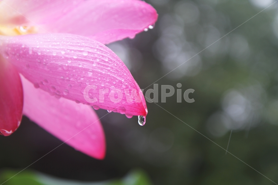 연꽃,홍련,꽃잎과물방울,식물,자연,감성사진,식물,자연,plants,nature,꽃,flower