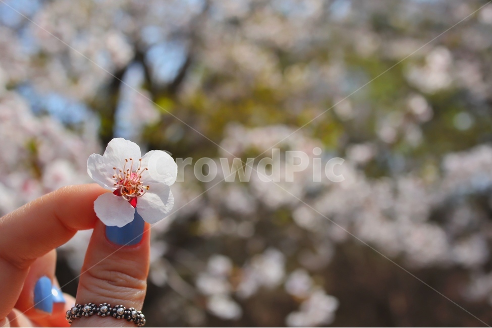 벚꽃,봄,꽃,cherryblossoms,flower,꽃,flower