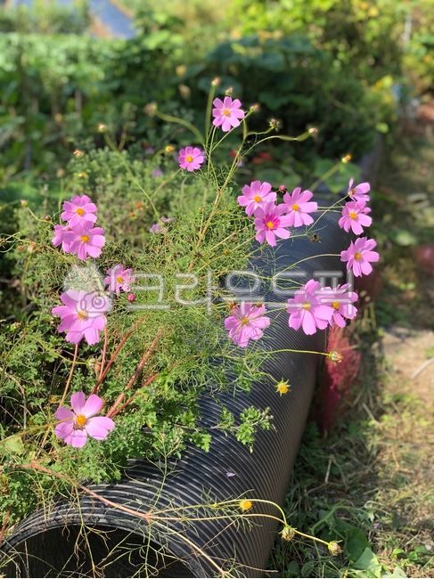 purple flower,fall,plant,fall flowers,autumn,cosmos,Cosmos,flower