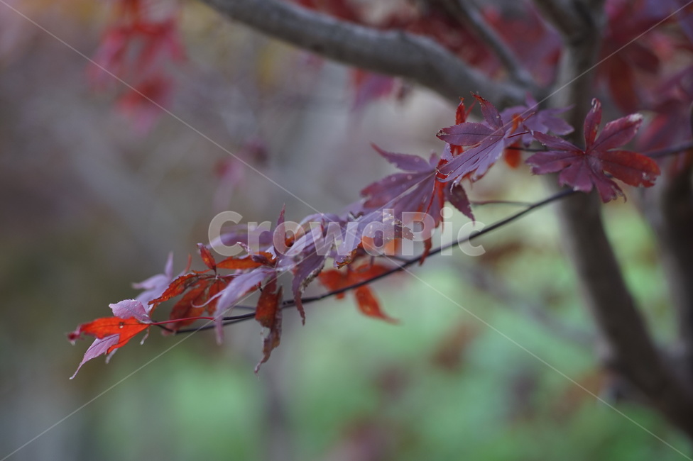 plant,식물,leaf,잎,나무,tree,단풍,가을,계절,fall,autumn,season