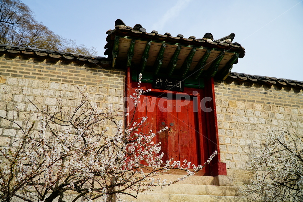 창덕궁,한국,korea,대한민국,서울,seoul,고궁,궁전,궁궐,조선,조선시대,조선왕조,왕궁,한옥,한국적인,한국문화,문화,한국전통,전통,문화재,전통문화,지붕,처마,담청,풍경,landscape,자연,nature,봄,봄꽃,spring,4월,april,기와,왕실,palace,changdeokgung,한국자연,한국풍경,나무,tree,벚꽃,매실나무,역사,히스토리,history,한국전통,한국문화,korean traditional,korean culture,건축물,건물외관,exterior,building,structure,architecture,construction