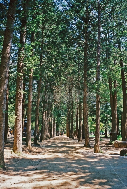 나무,숲,빛,그림자,남이섬,여행,감성,필카,필름카메라,자연,풍경,nature,landscape,한국자연풍경,한국자연경관,korea nature landscape,식물,plants,나무,trees,wood,휴식,힐링,rest,relaxation,healing,tree,plant