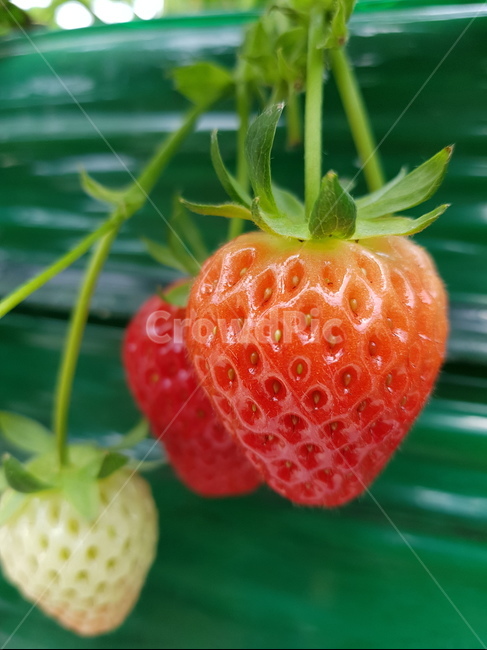 딸기,빨강,과일,상큼,달콤,씨,음식,식재료,요리,food,cook,meal,dishes,food reserves,과일,열매,fruit,채소,야채,vegetables