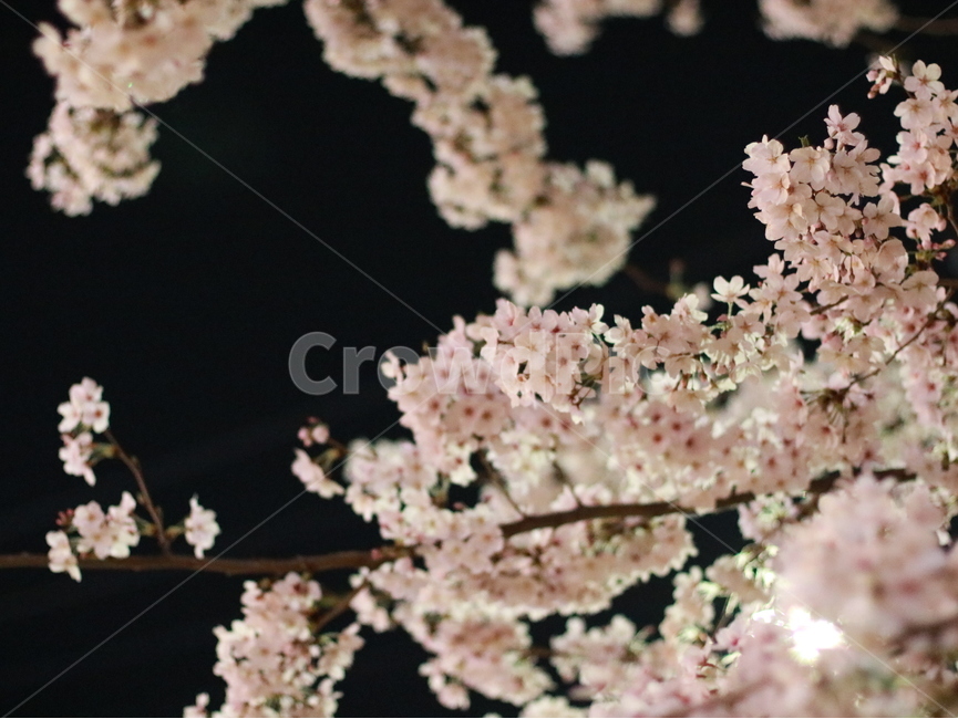 벚꽃,밤벚꽃,봄,꽃,온천천,식물,나무,FLOWER,SPRING,봄,계절,spring,season,야경,밤,풍경,nightscape,night,landscape,식물,자연,plants,nature,꽃,flower,plant,blossom