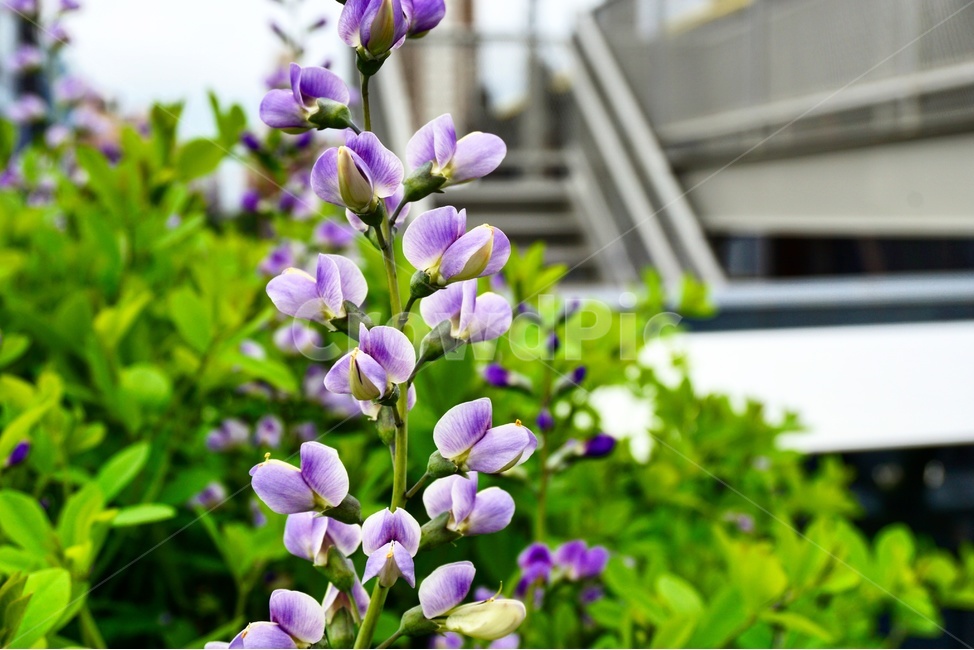 flower,꽃,뉴욕,하이라인파크,자연,식물,자연,plants,nature,꽃,flower
