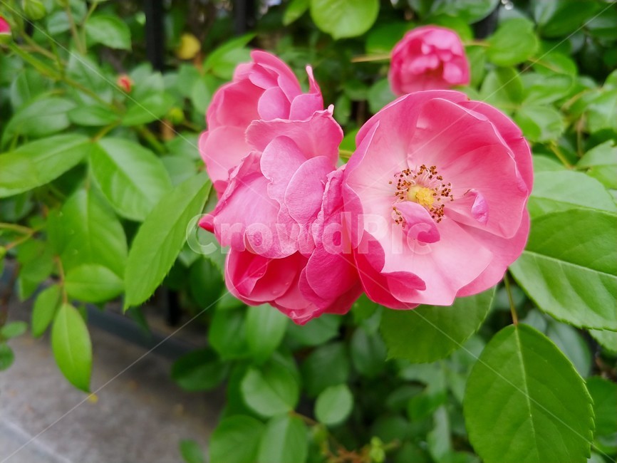 장미,5월,분홍장미,rose,감성,꽃,분홍색,분홍꽃,blossom,flower,식물,plant,식물,자연,plants,nature,꽃,flower
