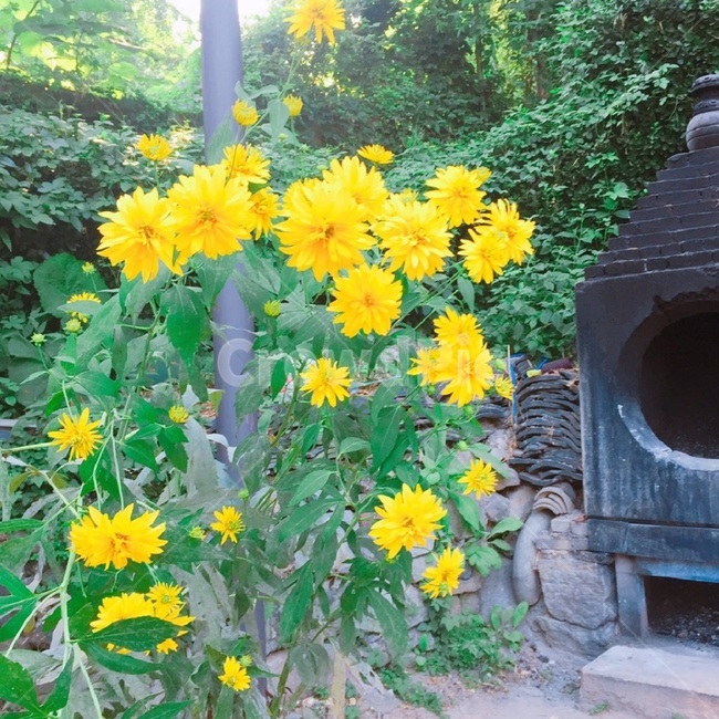 해바라기,꽃,노란꽃,식물,여름꽃,계절,flower,plant,blossom,sunflower,자연,감성,여름,하늘,summer,nature,season,feeling,sensible,식물,자연,plants,nature,꽃,flower