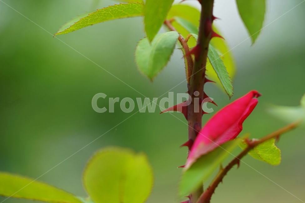 장미꽃,장미꽃잎,장미꽃이파리,장미나무,빨강장미,빨간장미,식물,자연,plants,nature