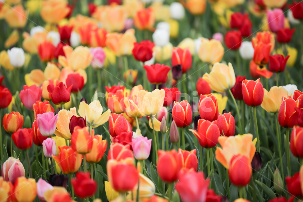 튤립,튤립축제,태안튤립축제,tulip,백합목,백합과,봄꽃,봄,계절,spring,season,식물,자연,plants,nature,꽃,flower,plant,blossom