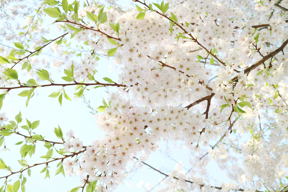 벚꽃,봄,꽃,벚나무,자연,식물,나무,배경,백그라운드,배경이미지,아름다움,꽃송이,계절,봄,계절,spring,season,식물,자연,plants,nature,꽃,flower,plant,blossom