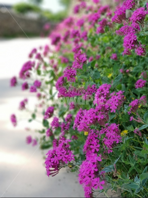 꽃,돌담길,핑크,봄,풍경,외암민속마을,식물,자연,plants,nature,꽃,flower