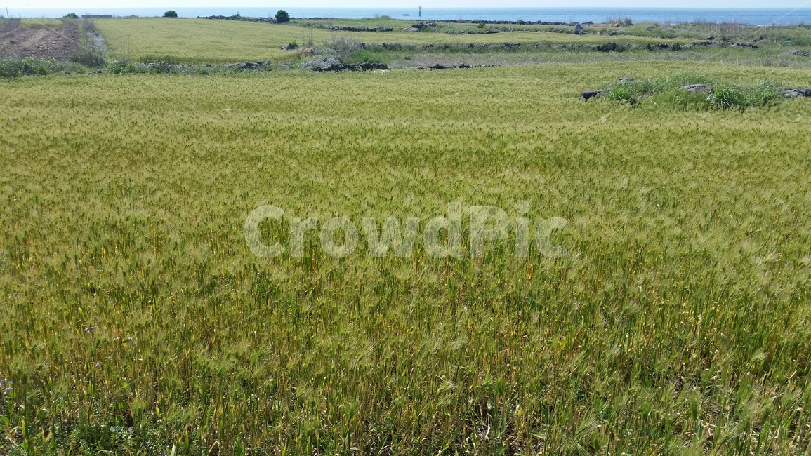 언덕,청보리,들판,초원,동산,고개,평지,풍경,구릉,평원,평야,hill,hillock,koppie
