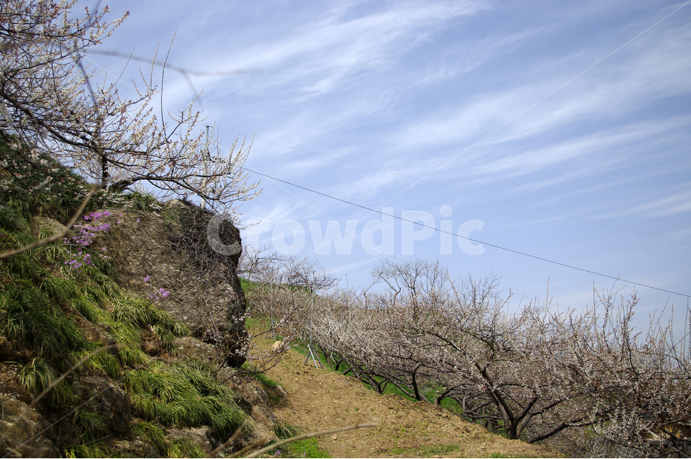 매화,나무,하늘,파란하늘,꽃봉오리,봄,봄날,봄풍경,봄꽃,감성,spring,flower,봄길,산책,봄나들이,식물,꽃,봄,계절,spring,season,자연,풍경,nature,landscape,ground,바닥