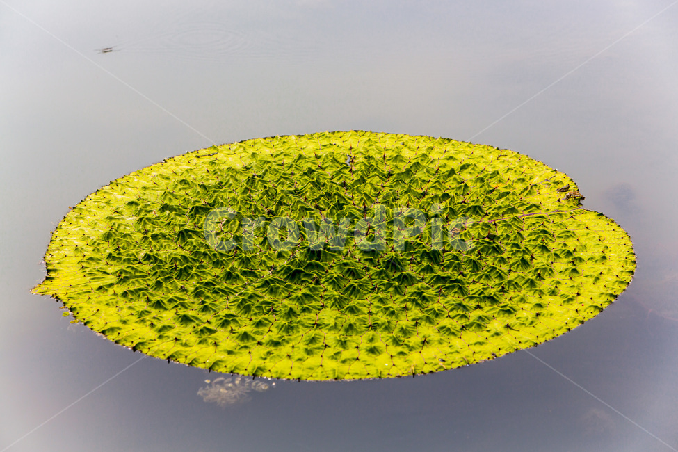 가지연꽃,연못,문양,문늬,자연,습지,식물,자연,plants,nature