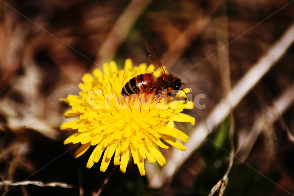 민들레,야생화,들꽃,허니,꿀벌,벌,honey,식물,자연,plants,nature,꽃,flower,동물,animal,곤충,벌레,insect,bug