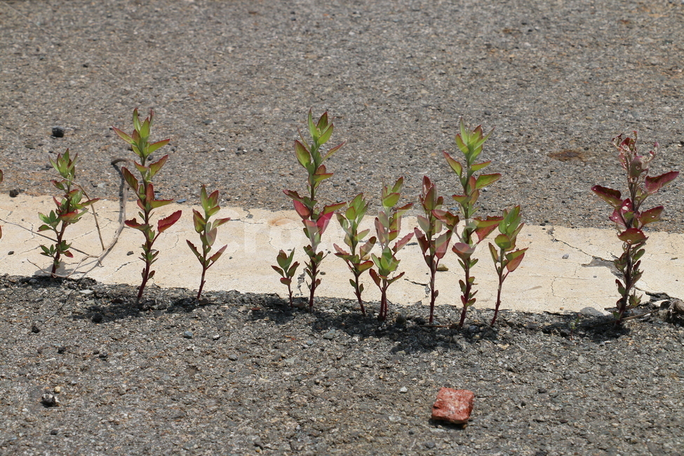 자연,풍경,콘크리트,생명,생명력,가뭄,인내,식물,자연,plants,nature
