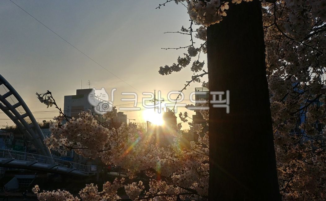 벚꽃,태양,벚꽃나무,해질녘,햇빛